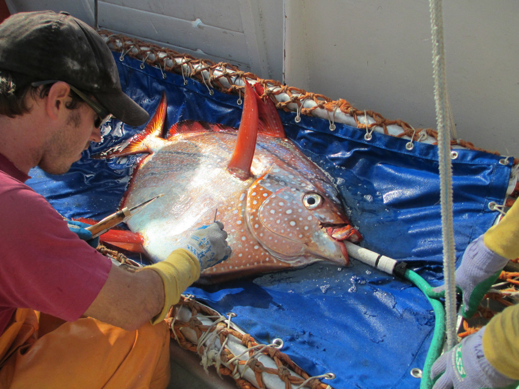 The opah can circulate heated blood throughout its body, making it the