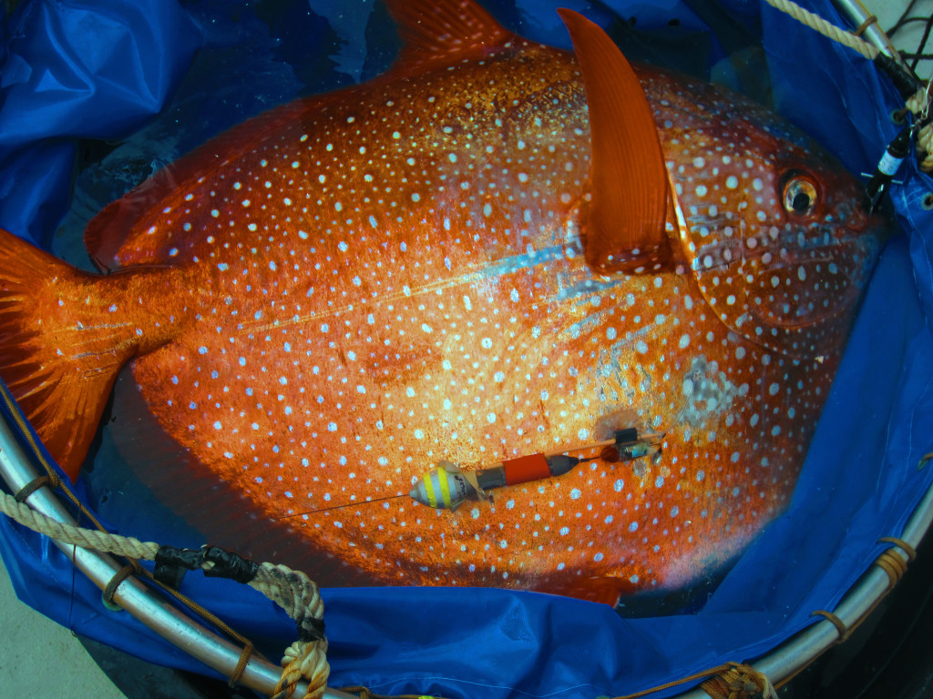 The opah can circulate heated blood throughout its body, making it the