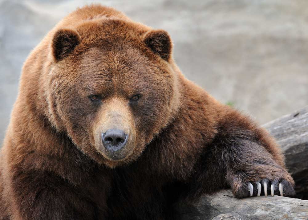 Grizzly-Bear