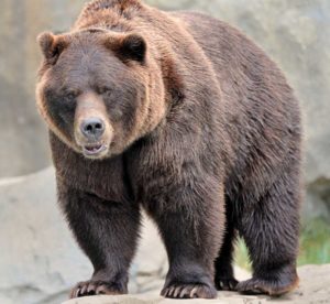 grizzly3