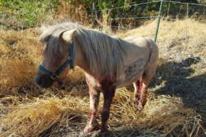 PonyPatches