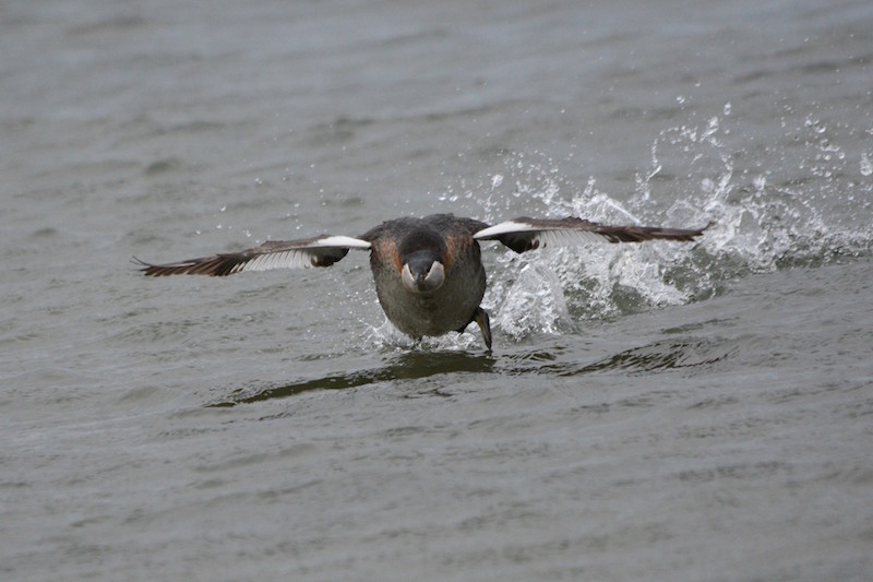 Rednecked3-16