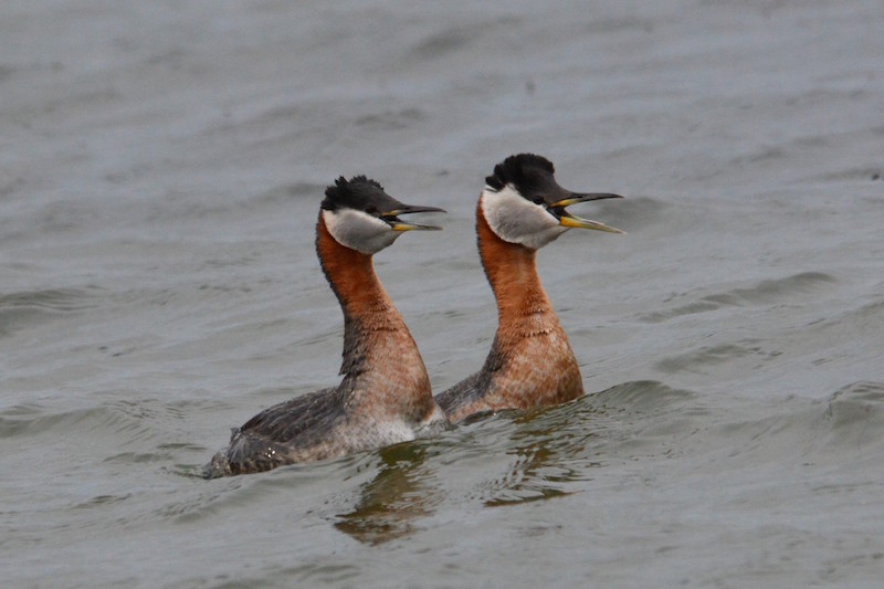 Rednecked4-16