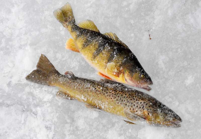 SCHIESS Coldfooters rewarded at Ashton Reservoir East Idaho News