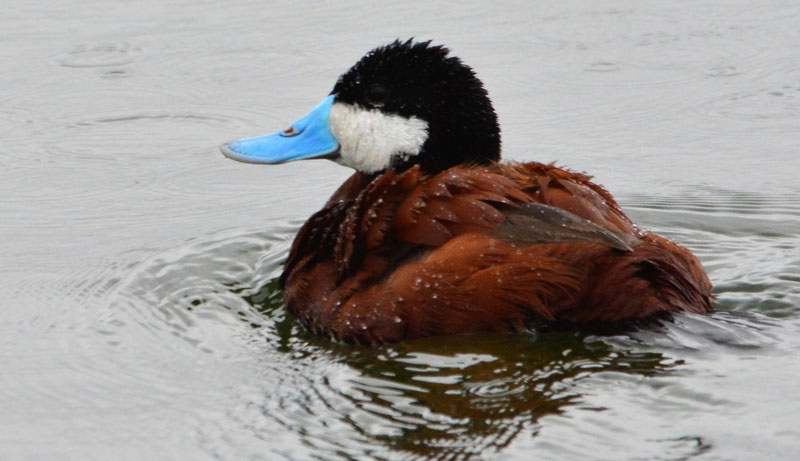 Ruddy Duck05
