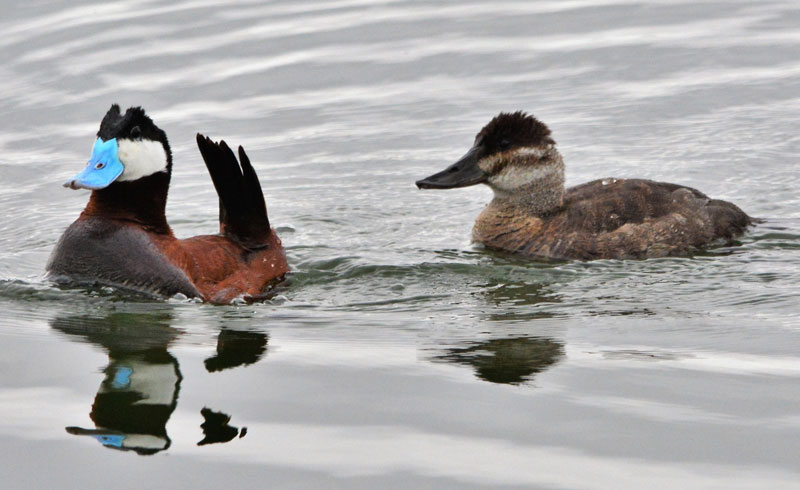 Ruddy Duck06