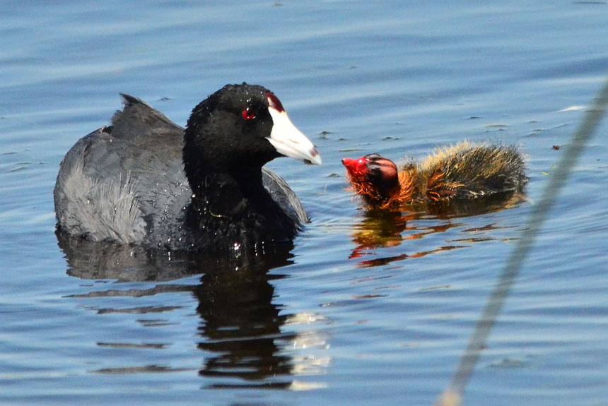 SCHIESS Cootsold coots, no respect East Idaho News