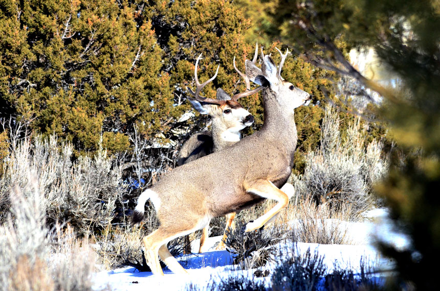 mule deer 2