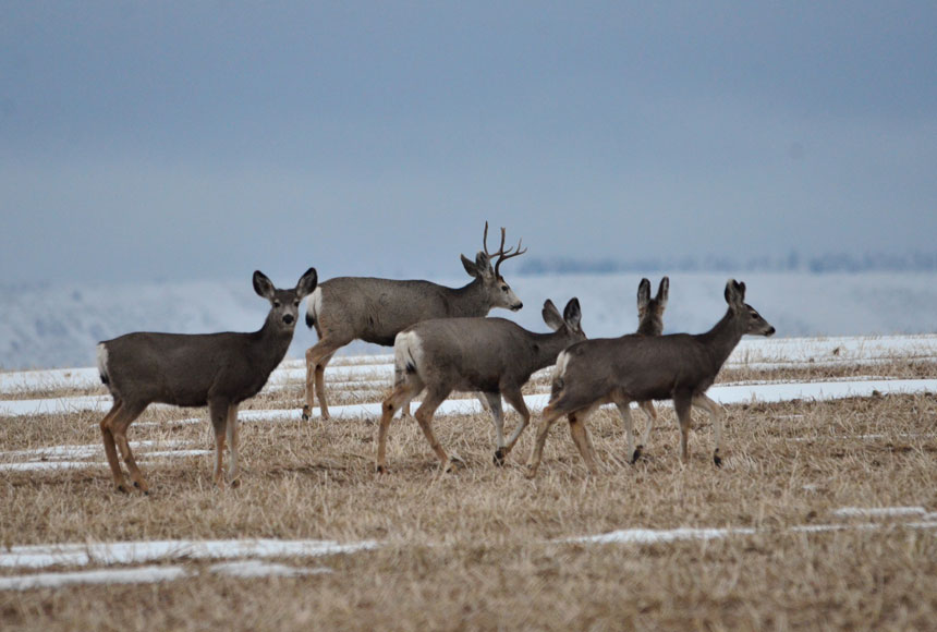 deer 3