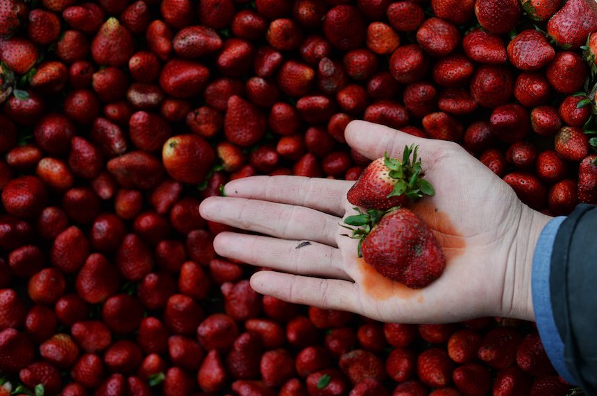 Strawberries again top 2018's 'Dirty Dozen' fruits and veggies East