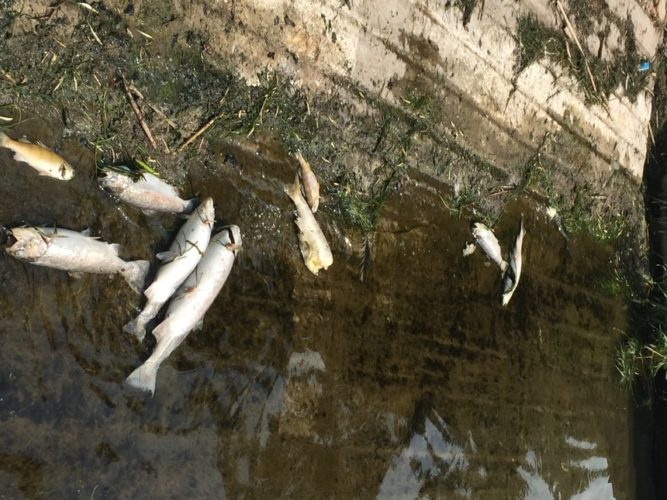 Officials have figured out why hundreds of fish are dying near the