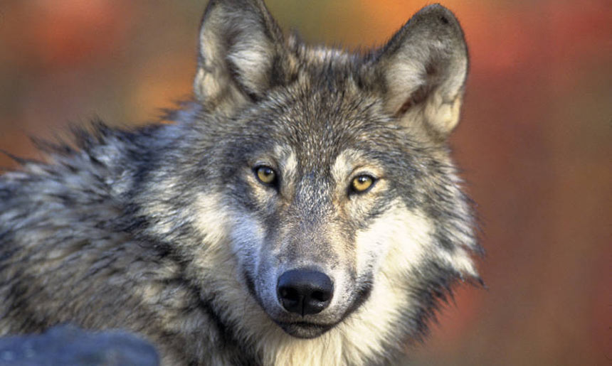 Idaho wolf control board will have $1 million to kill wolves - Vimarsana News