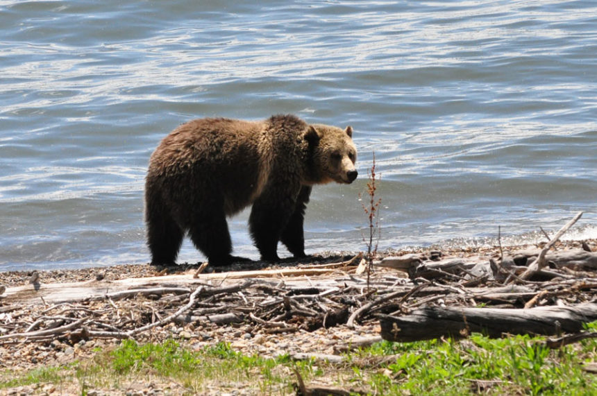 Biologists Will Begin Capturing Grizzly Bears In Yellowstone - 