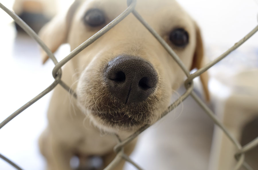 Snake River Animal Shelter Receives Grant For Spay Neuter Services East Idaho News Snake River Animal Shelter Receives Grant For Spay Neuter Services East Idaho News