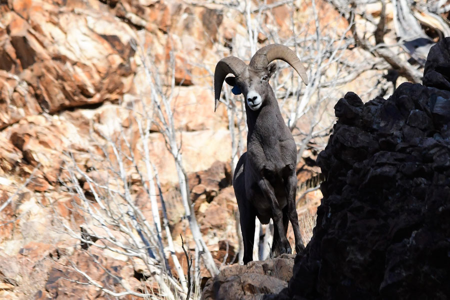 Study says there are more bighorn sheep in the Tetons than initially thought - Vimarsana News