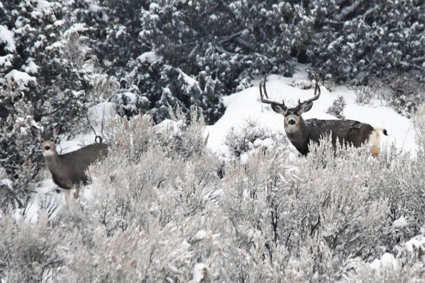 The latest mule deer count in eastern Idaho and what it means for the wildlife population East