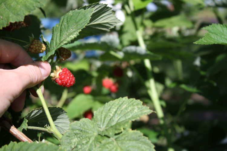 Starting a backyard berry patch in eastern Idaho East Idaho News