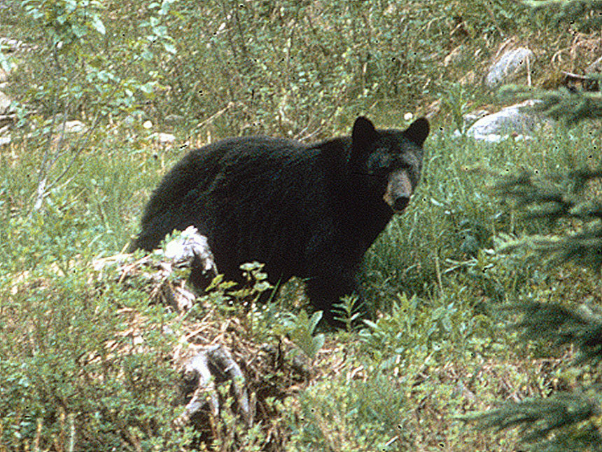 black bear