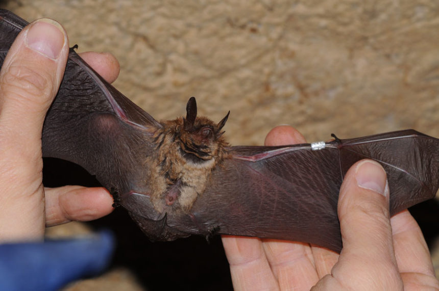 bat