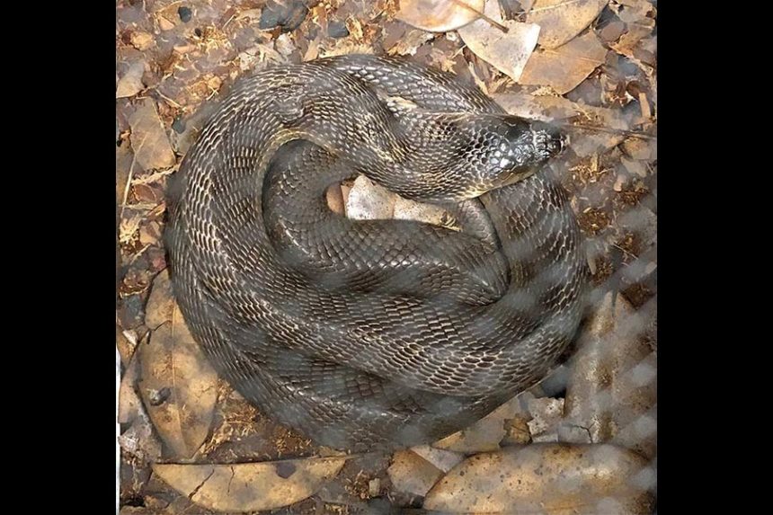 Nearly 3 dozen venomous snakes seized from Idaho home East Idaho News