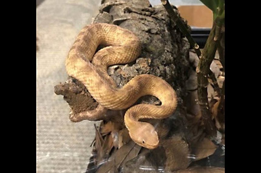 hog nosed pit viper idfg