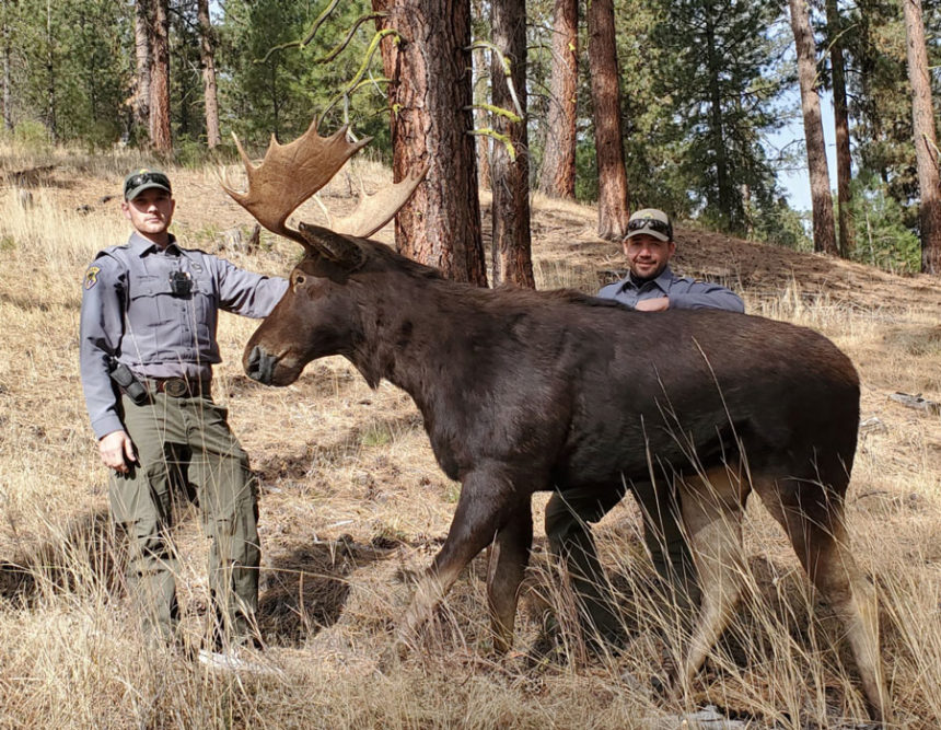 decoy elk