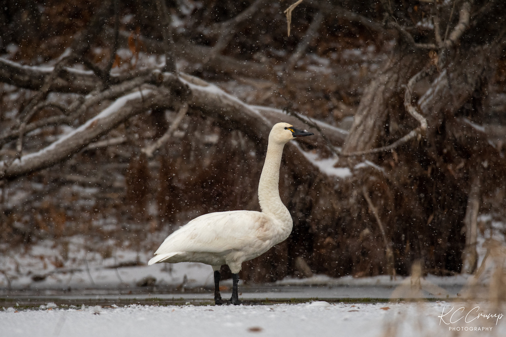 Wild swan chase: Downed bird brings adventure to INL employees - Vimarsana News