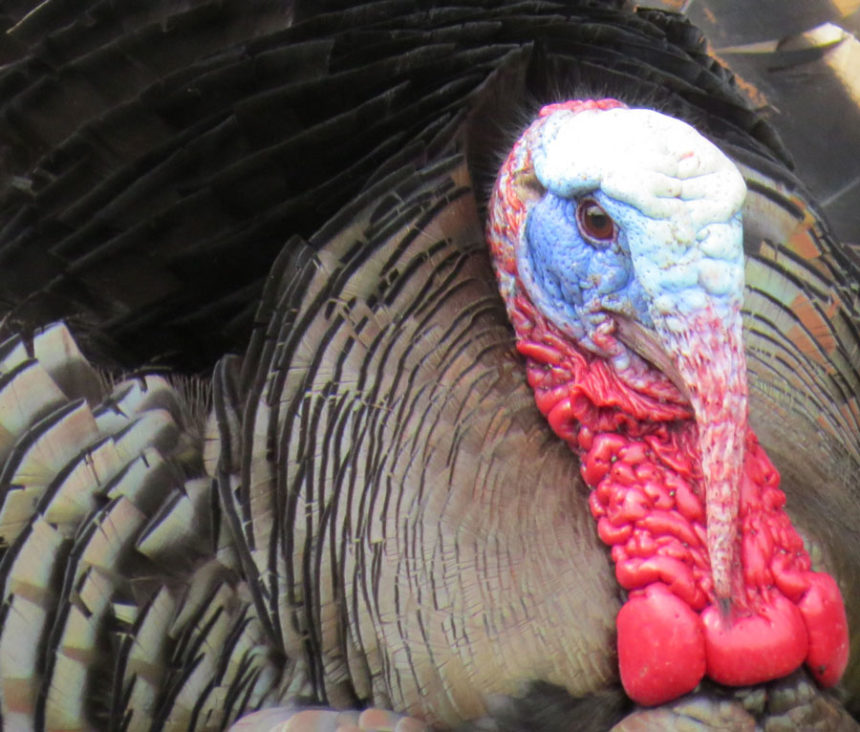 turkey tom by joe foster