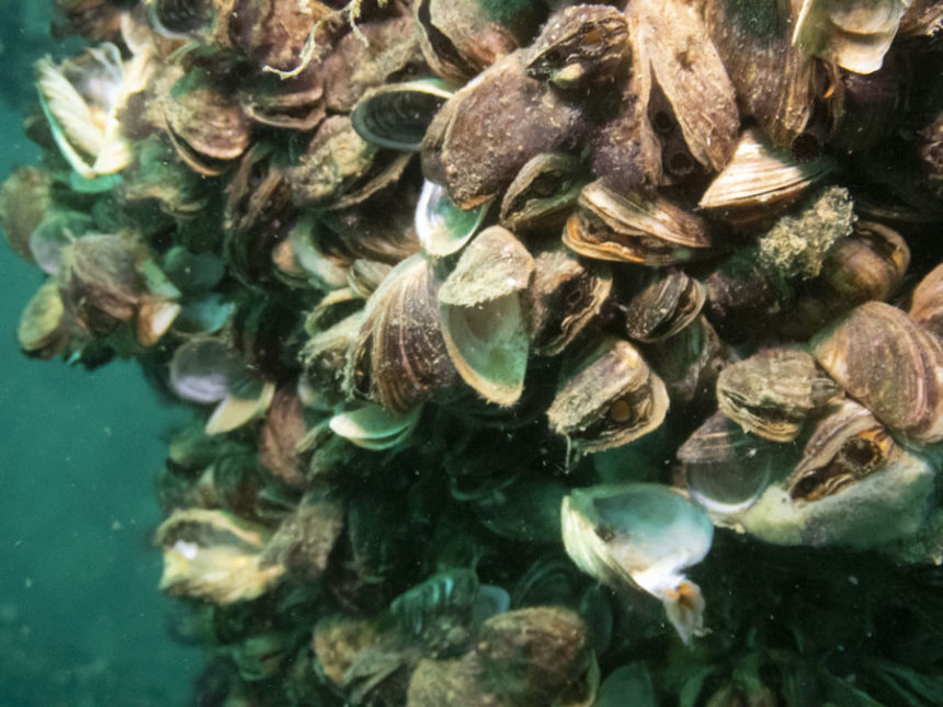 Zebra Mussels