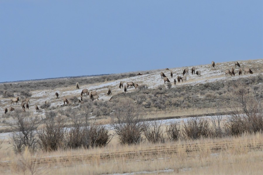 An impressive display of elk, geese and other animals at Market Lake Wildlife Management Area this week - Vimarsana News