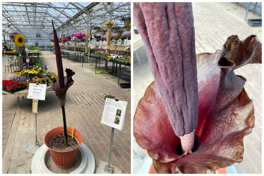 Smells Like Rotting Roadkill Unusual Large Corpse Plant Blooms In Eastern Idaho East Idaho News