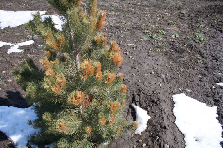 Why one side of your tree turns brown and how you can prevent it from happening East Idaho News