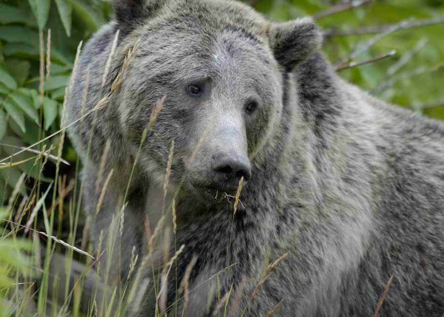 $40,000 reward offered for info about illegal shooting of momma grizzly bear - Vimarsana News