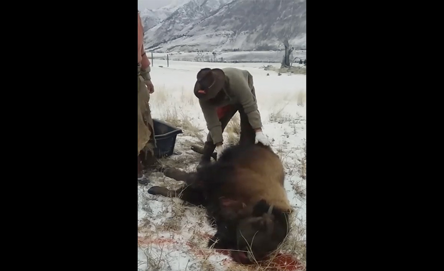 Meet the group that helps dispose of Yellowstone bison carcasses - Vimarsana News