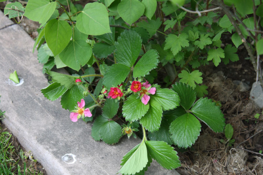 plants 1