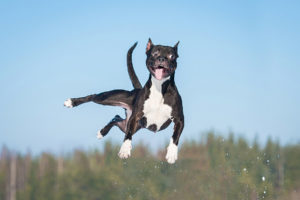 jumping dog in air