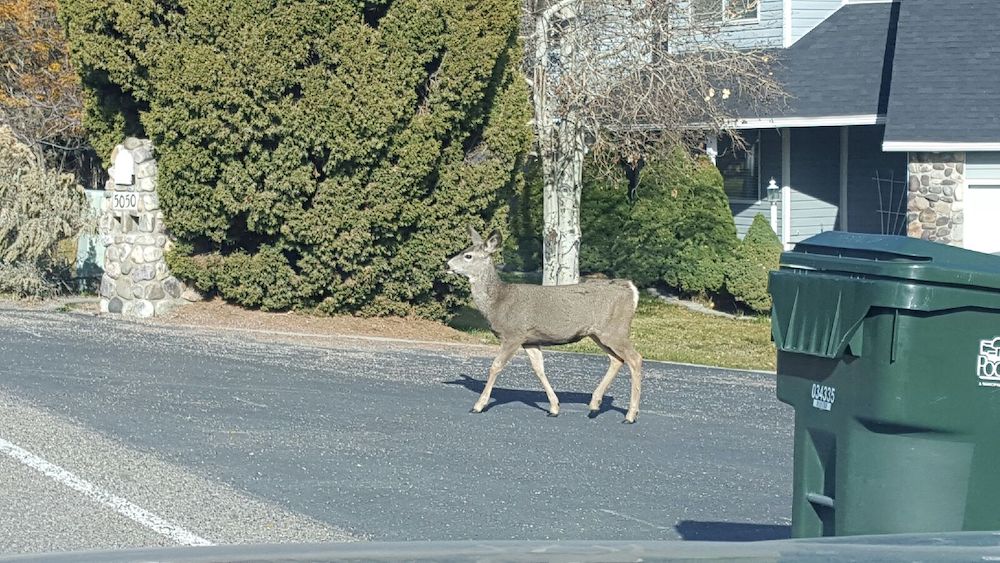 Officials issue warning after two deer-dog altercations - Vimarsana News