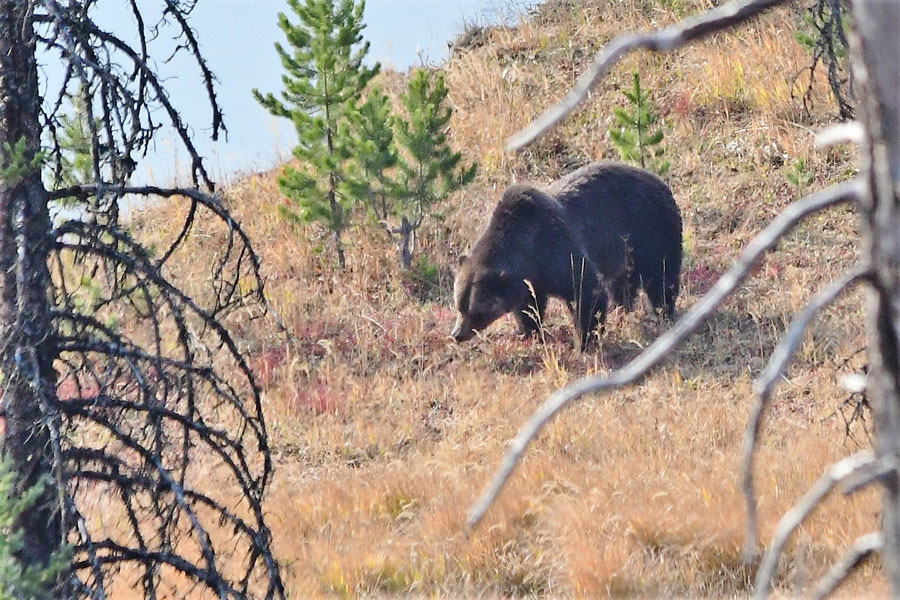 Yellowstone7 21