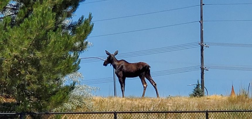 Moose01