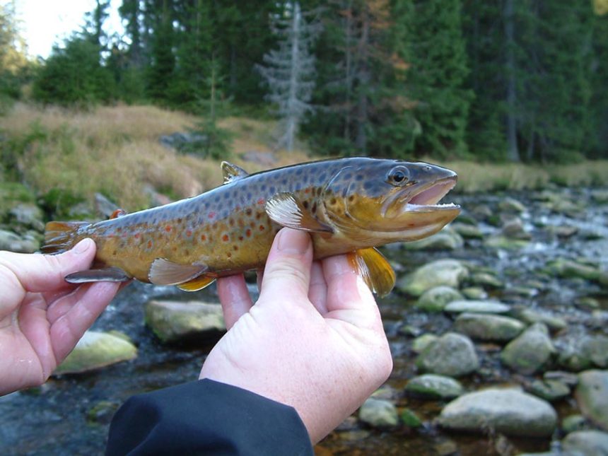 brown trout