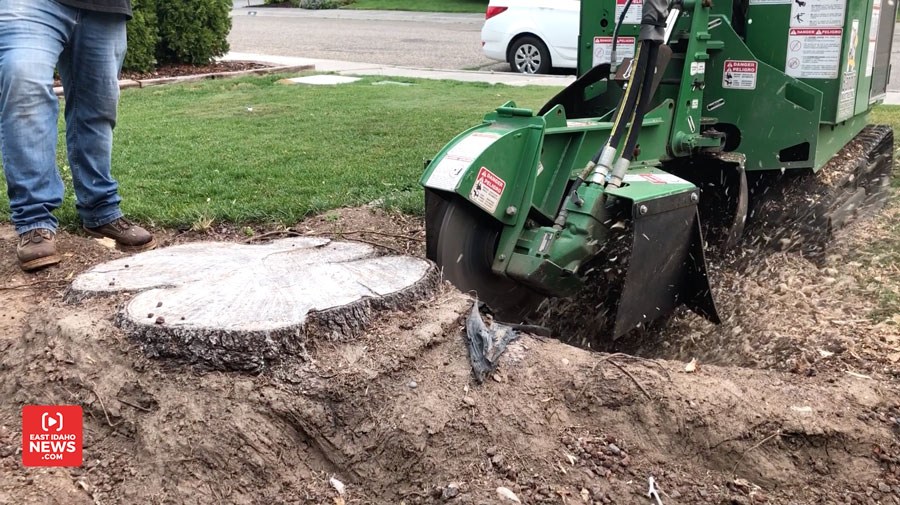 stump grinder pic