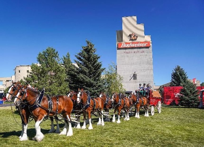 anheuser busch