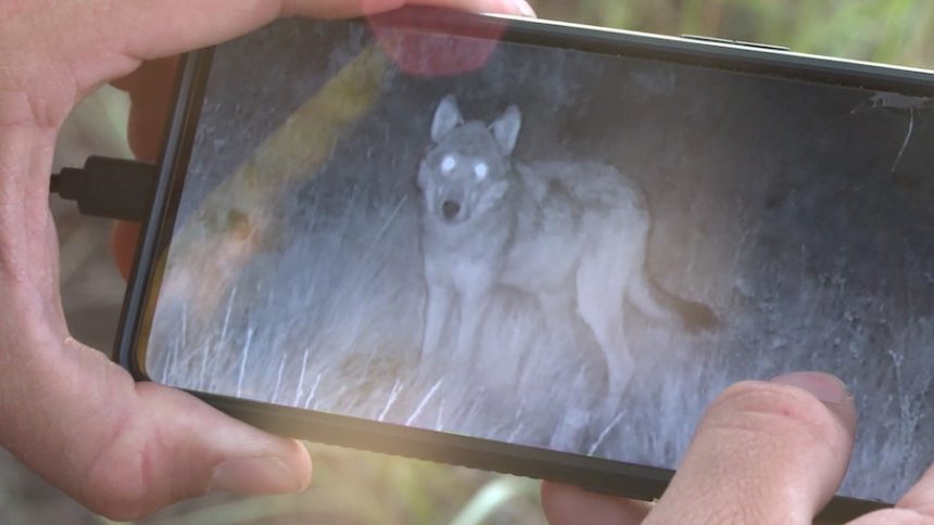 wolf night vision