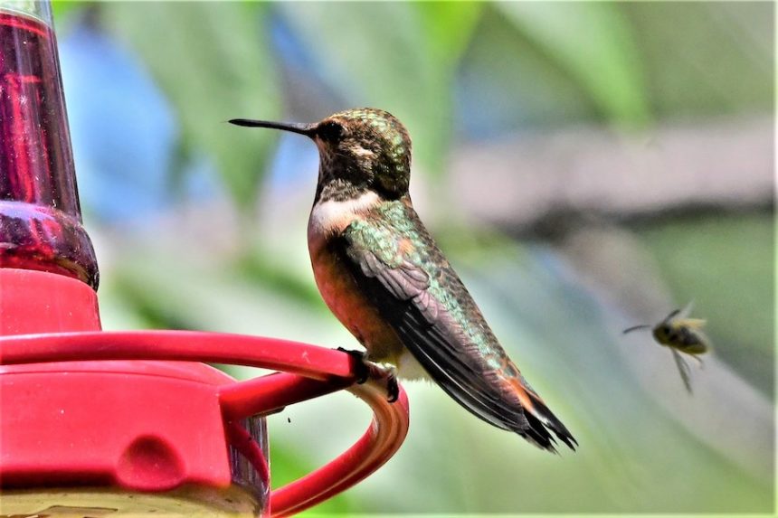 hummingbird 1