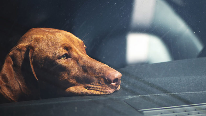 Dog in hot car