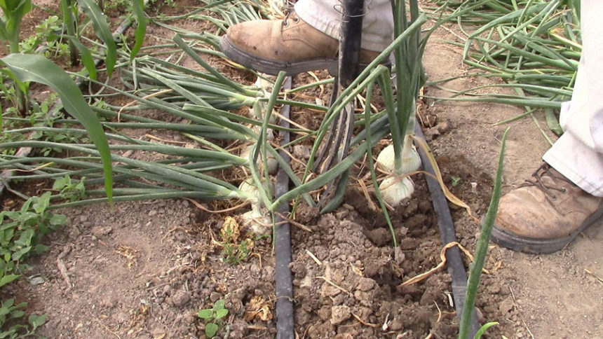onions01