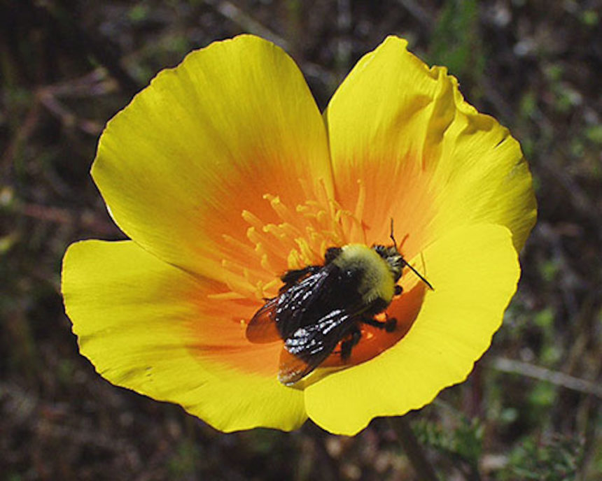 Franklins bumble bee Peter Schroeder 460
