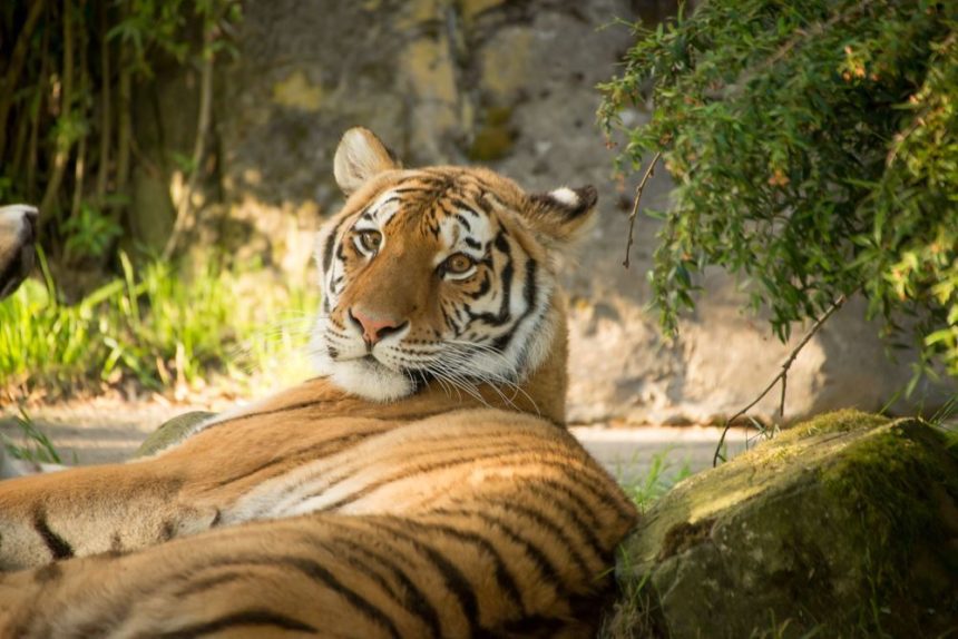 tiger
