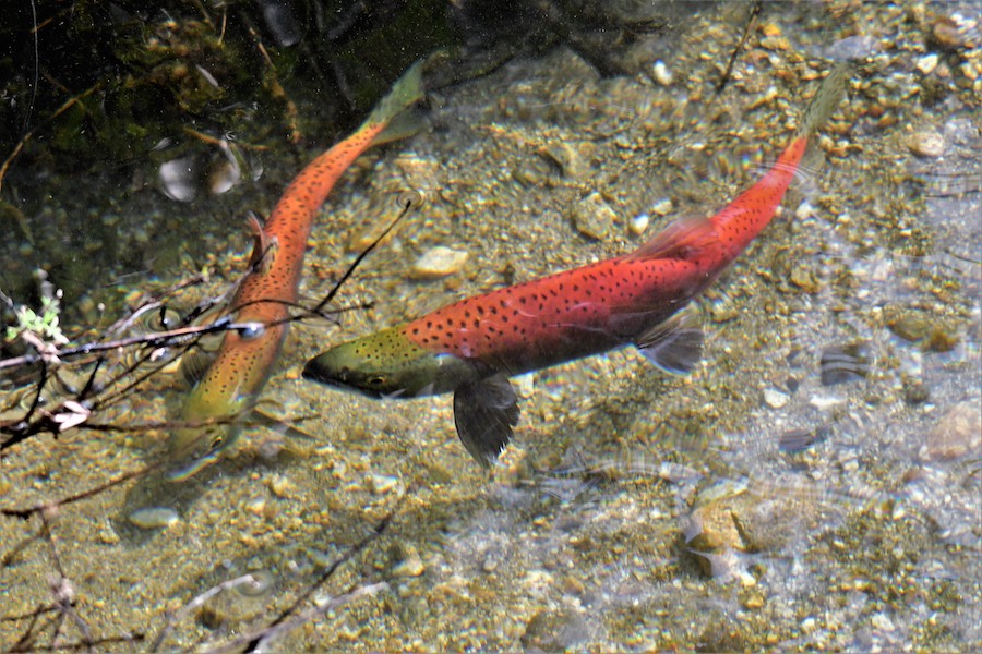 Redfish7 21
