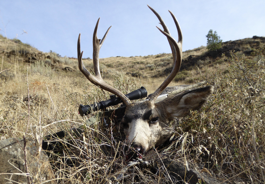 Big game hunters should have success this year, but there are disease concerns - Vimarsana News